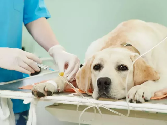 gentle-alignment-care-for-healthier-pets