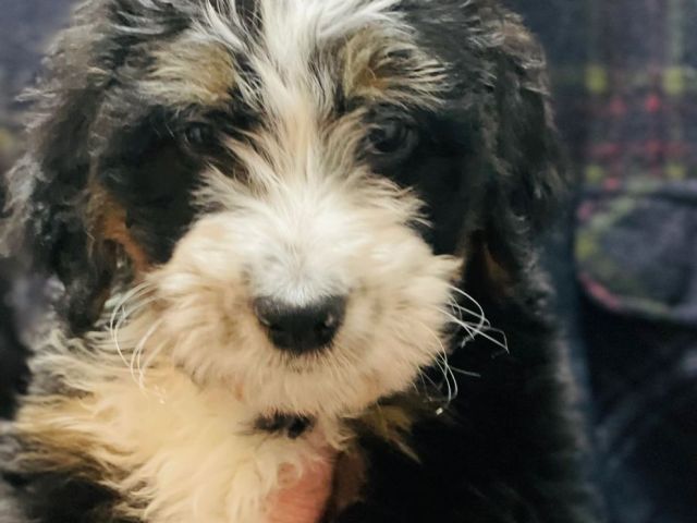 bernedoodle-puppies-for-adoption-healthy-family-raised