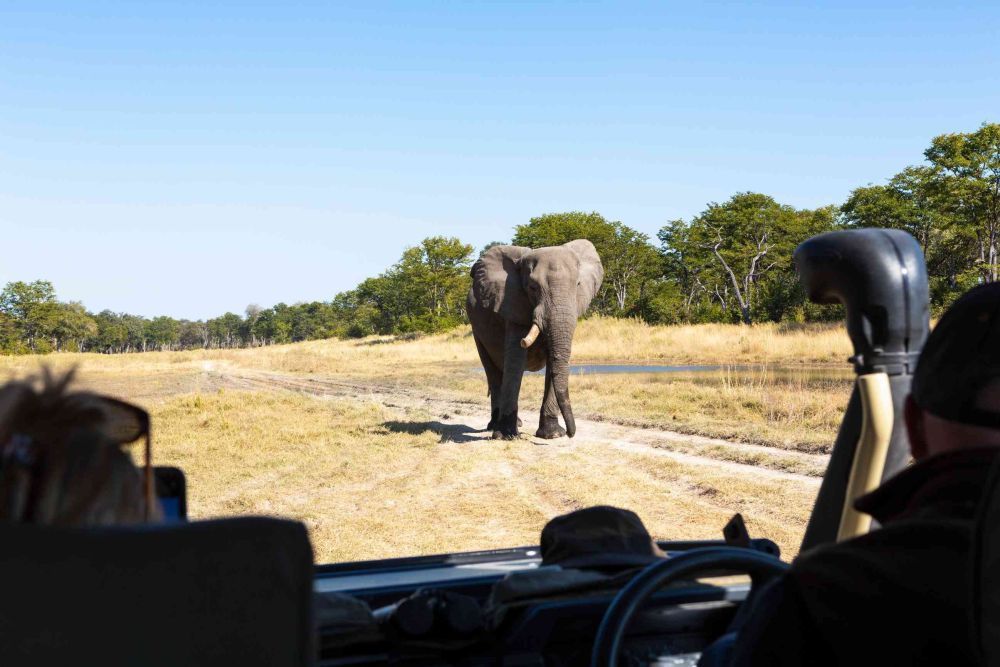 best-botswana-luxury-tours-for-high-end-safari-travel-big-0