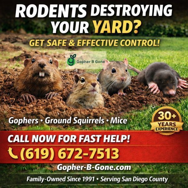 san-diego-gopher-rodent-control-trusted-since-1991-big-1