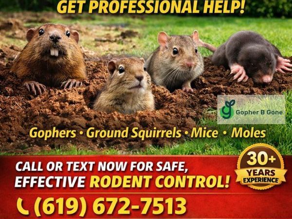 san-diego-gopher-rodent-control-trusted-since-1991