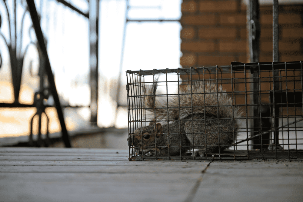 same-day-animal-removal-service-norwalk-big-0