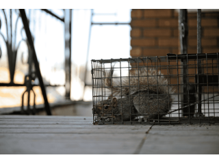 same-day-animal-removal-service-norwalk-small-0
