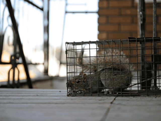 same-day-animal-removal-service-norwalk
