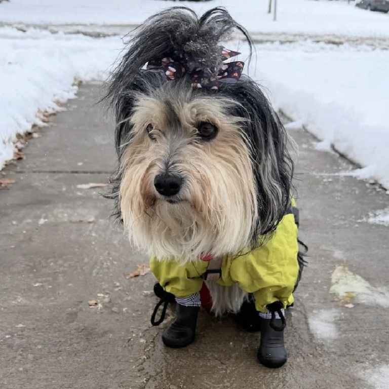 boot-for-dog-big-0