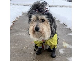 boot-for-dog-small-0