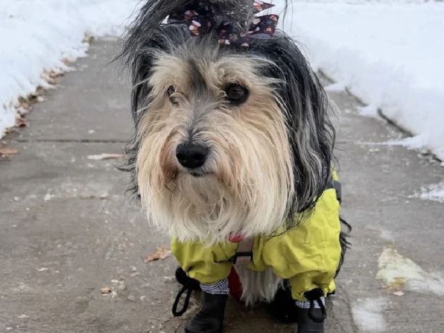 boot-for-dog