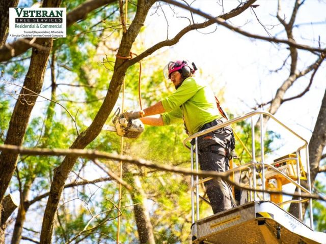 lot-clearing-and-tree-removal-services
