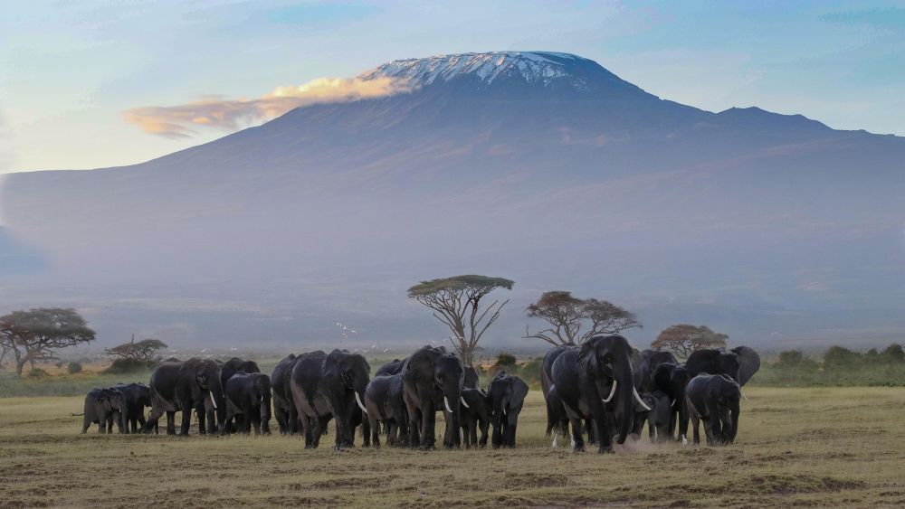 what-are-the-kenya-evisas-types-its-criterias-application-steps-big-0