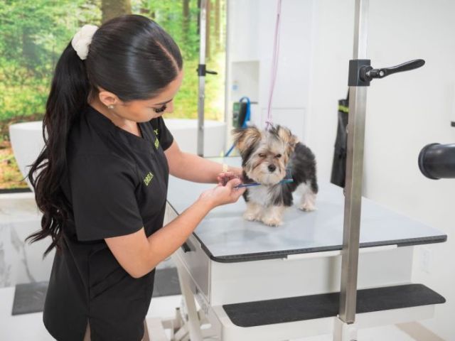 premium-grooming-packages-for-large-dogs-usa-spring-season