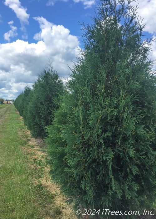 buy-techny-arborvitae-trees-planting-warrant-big-0