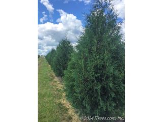 buy-techny-arborvitae-trees-planting-warrant-small-0