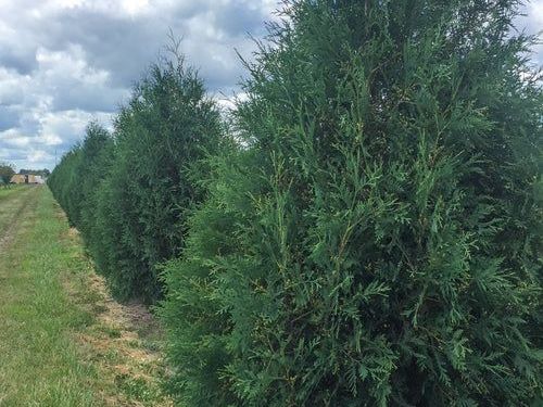 buy-techny-arborvitae-trees-planting-warrant