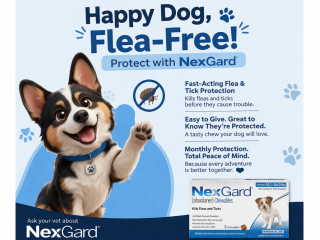 nexgard-chewable-for-dogs-get-20-off-free-shipping-small-0