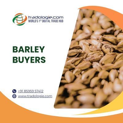find-verified-barley-suppliers-for-bulk-orders-big-0