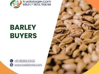 find-verified-barley-suppliers-for-bulk-orders