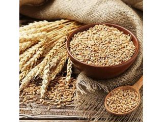 buy-bulk-wheat-directly-from-global-sellers-small-0