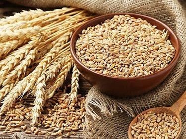 buy-bulk-wheat-directly-from-global-sellers