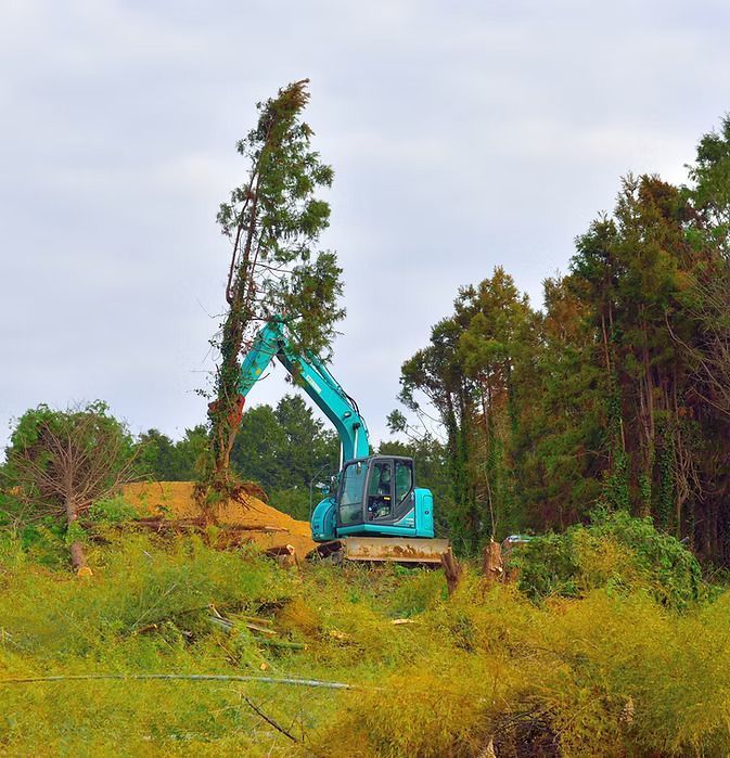 need-the-best-tree-removal-service-big-0
