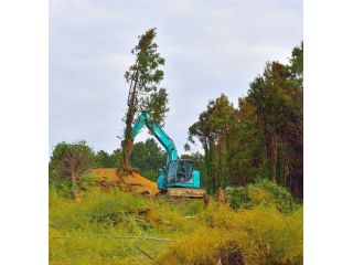 need-the-best-tree-removal-service-small-0