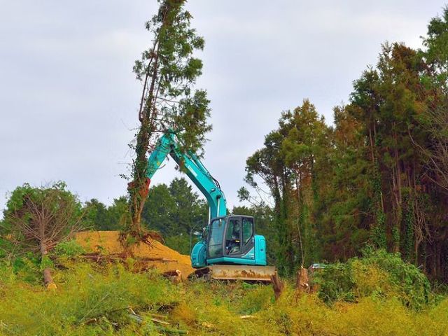 need-the-best-tree-removal-service