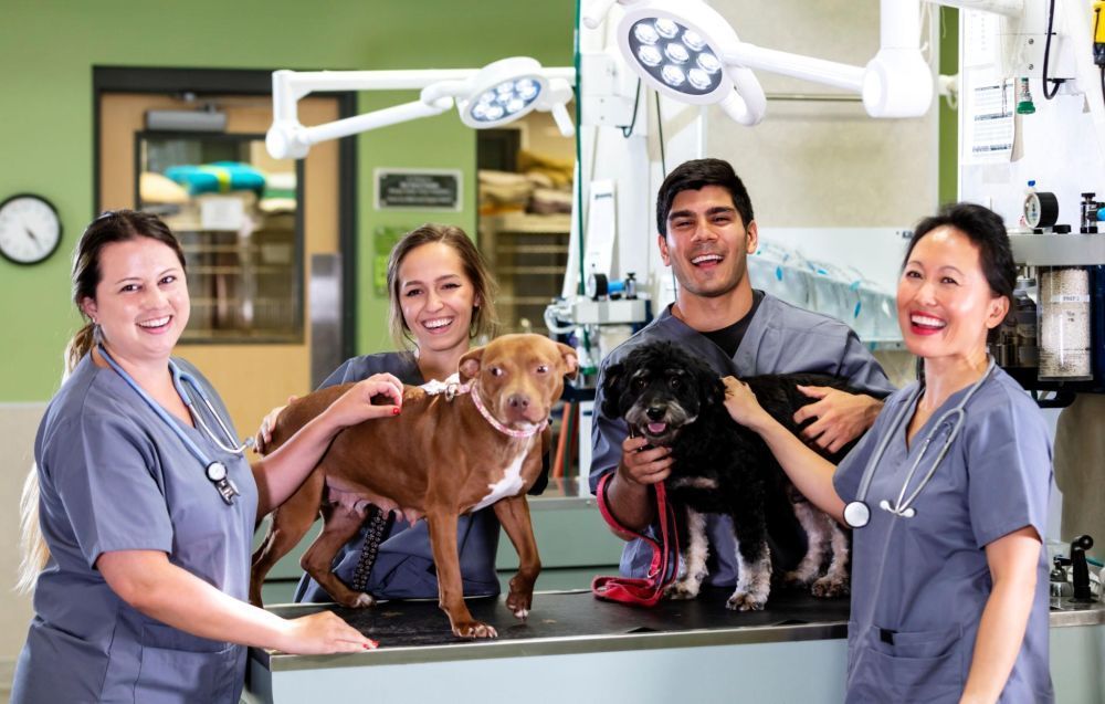 affordable-dog-surgery-trusted-emergency-vet-in-encino-big-2