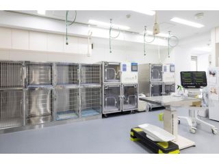 affordable-dog-surgery-trusted-emergency-vet-in-encino-small-3