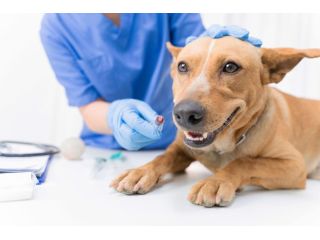 affordable-dog-surgery-trusted-emergency-vet-in-encino-small-1
