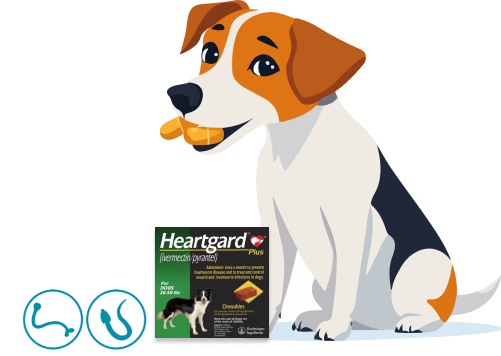 heartgard-plus-for-dogs-20-off-free-shipping-petcareclub-big-1