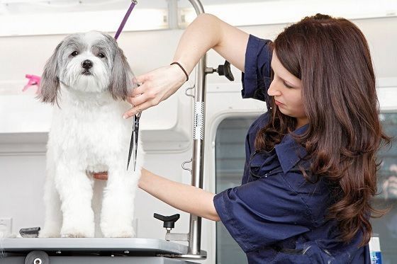 find-reliable-dog-grooming-in-westchase-area-big-0