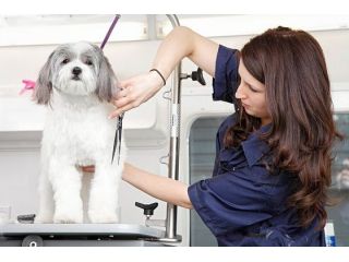find-reliable-dog-grooming-in-westchase-area-small-0