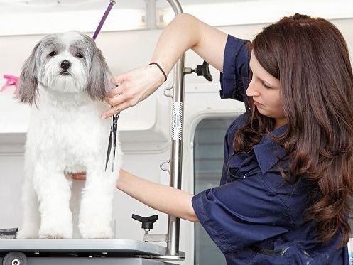 find-reliable-dog-grooming-in-westchase-area