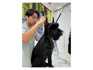 top-rated-dog-grooming-spa-packages-in-usa-small-0