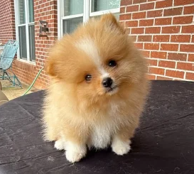 stunning-orange-sable-miniature-pomeranian-beauty-big-0
