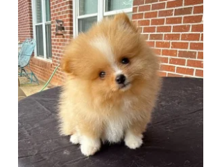 stunning-orange-sable-miniature-pomeranian-beauty-small-0