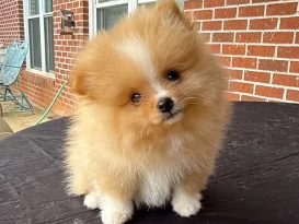stunning-orange-sable-miniature-pomeranian-beauty