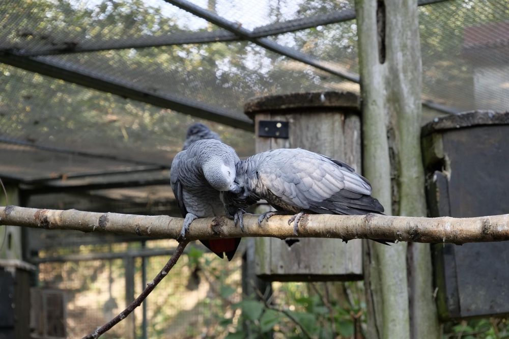 hand-raised-birds-for-sale-healthy-certified-big-3