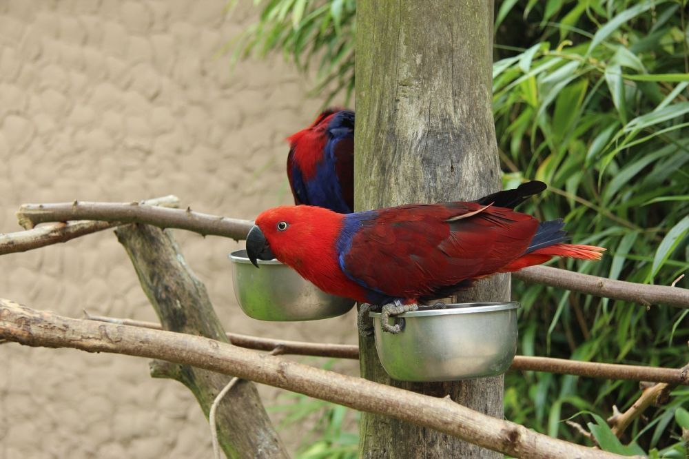 hand-raised-birds-for-sale-healthy-certified-big-4