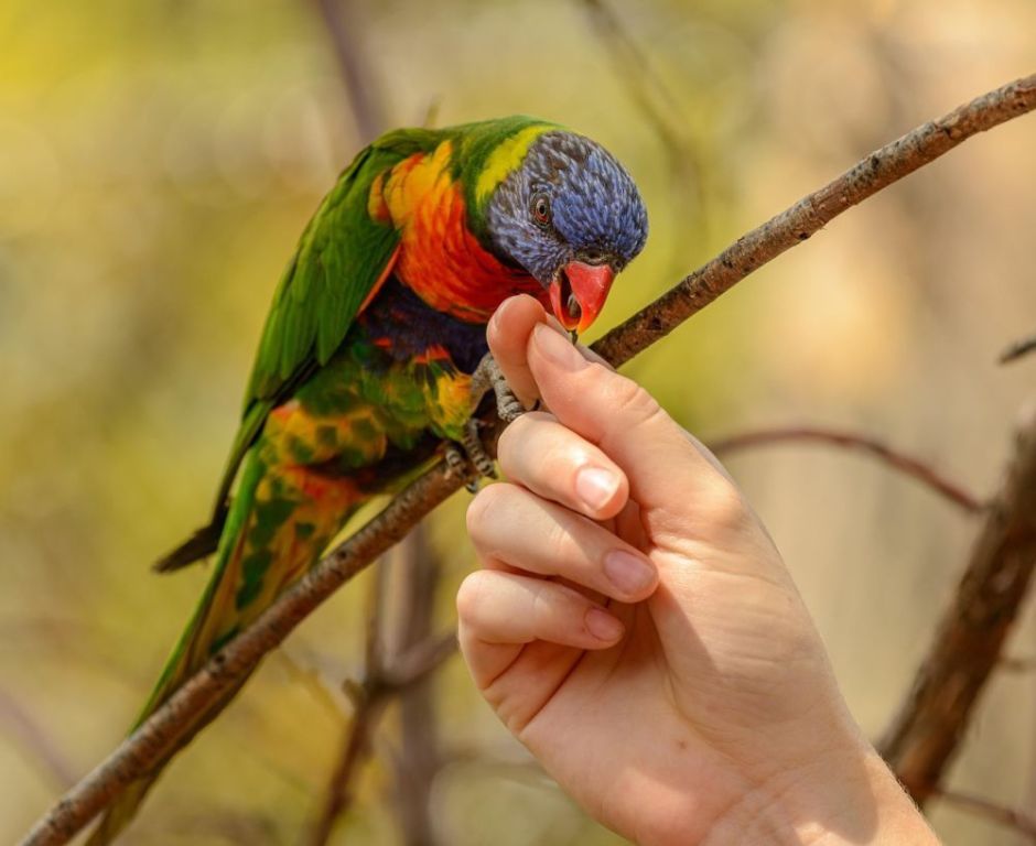 hand-raised-birds-for-sale-healthy-certified-big-1