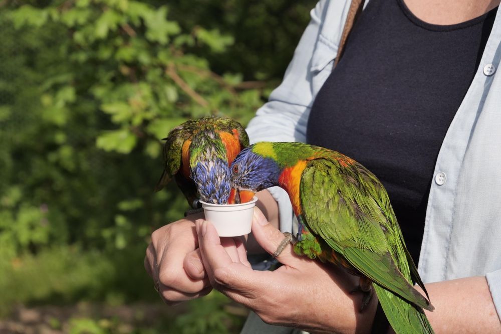 hand-raised-birds-for-sale-healthy-certified-big-0