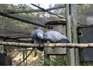 hand-raised-birds-for-sale-healthy-certified-small-3