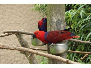 hand-raised-birds-for-sale-healthy-certified-small-4