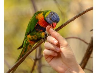 hand-raised-birds-for-sale-healthy-certified-small-1