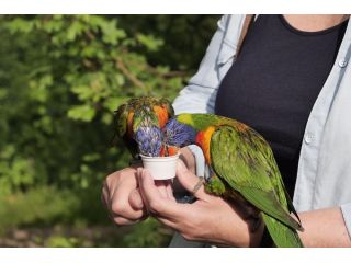 hand-raised-birds-for-sale-healthy-certified-small-0