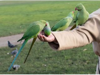 hand-raised-birds-for-sale-healthy-certified-small-2
