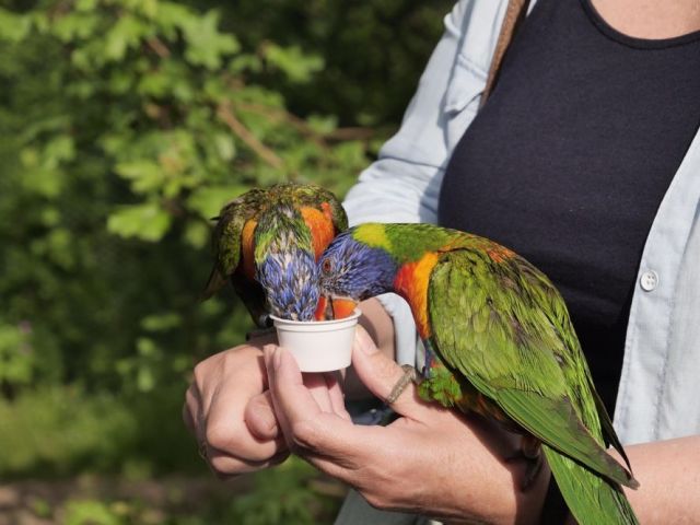 hand-raised-birds-for-sale-healthy-certified
