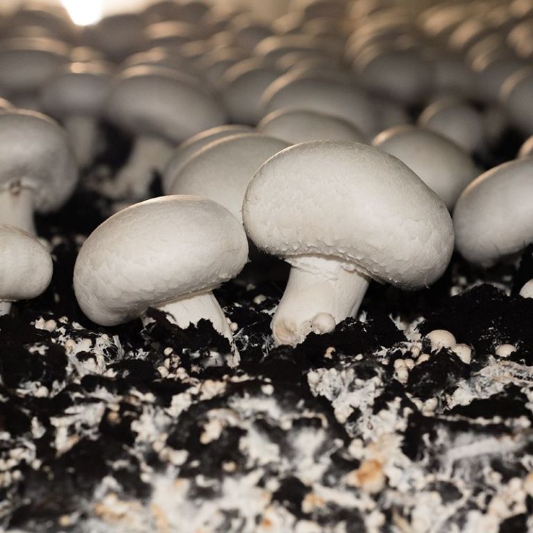 fresh-button-mushroom-for-sale-big-0