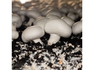 fresh-button-mushroom-for-sale-small-0