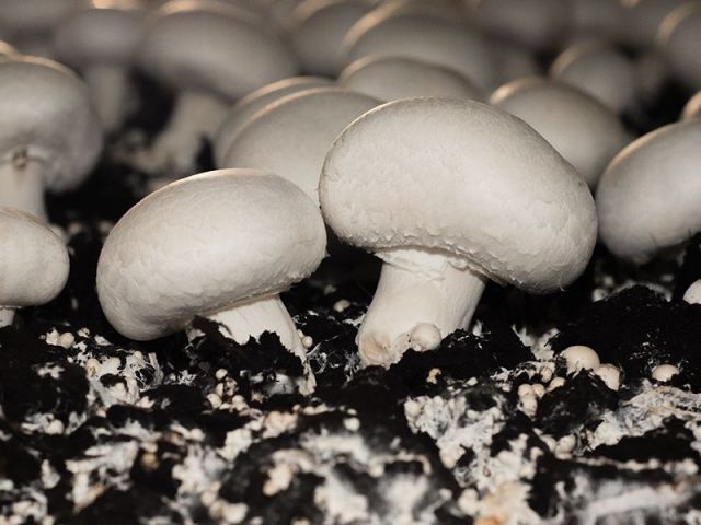 fresh-button-mushroom-for-sale