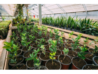 urban-jungle-premium-nurseries-in-los-angeles-for-lush-small-0